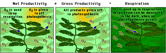 http://www.phschool.com/science/biology_place/labbench/lab12/images/primpro2.gif