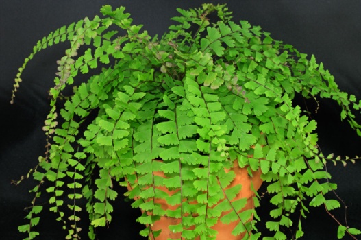 adiantum-caudatum-plant.jpg