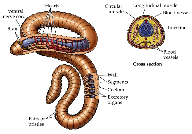 Annelid.jpg