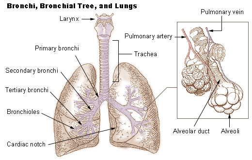 Diagram of the lungs