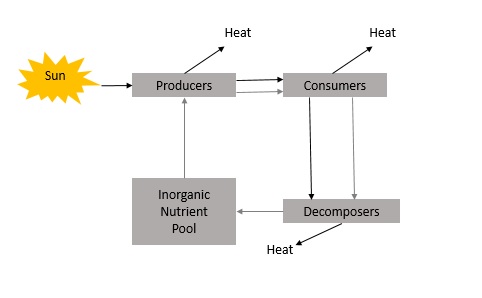 Energy Flow