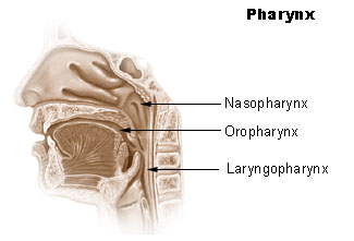 https://upload.wikimedia.org/wikipedia/commons/4/4a/Illu_pharynx.jpg