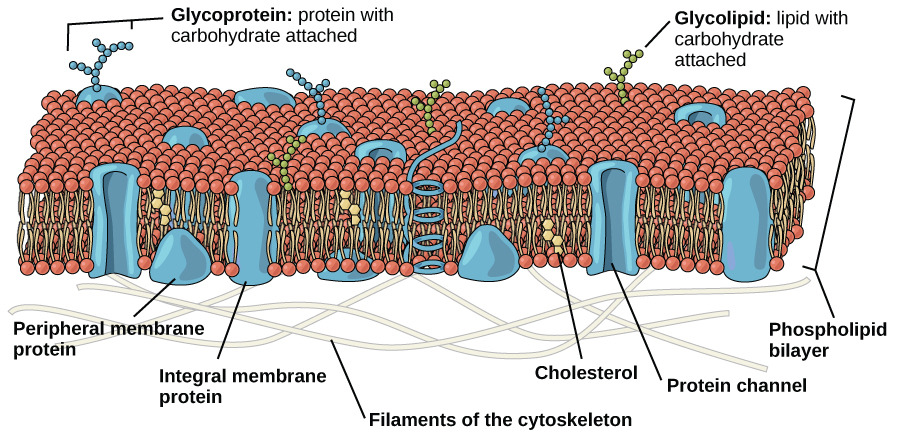 Image result for eukaryotic cells wall