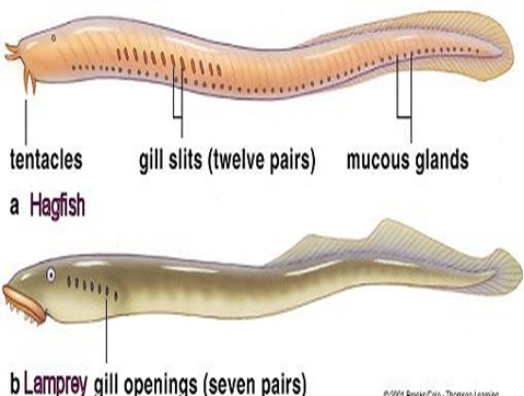 lamprey-hagfish[2].jpg