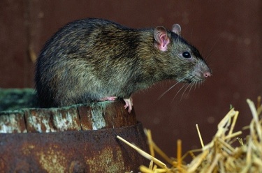 Norway-rat-flickr.jpg