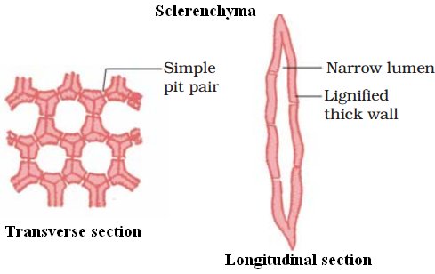 sclerenchyma.jpg