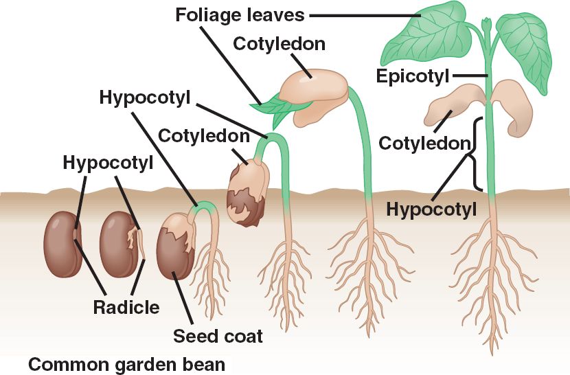 Seed Germination.jpg