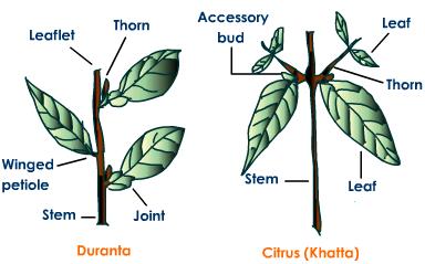 stem-thorns-structure.jpeg