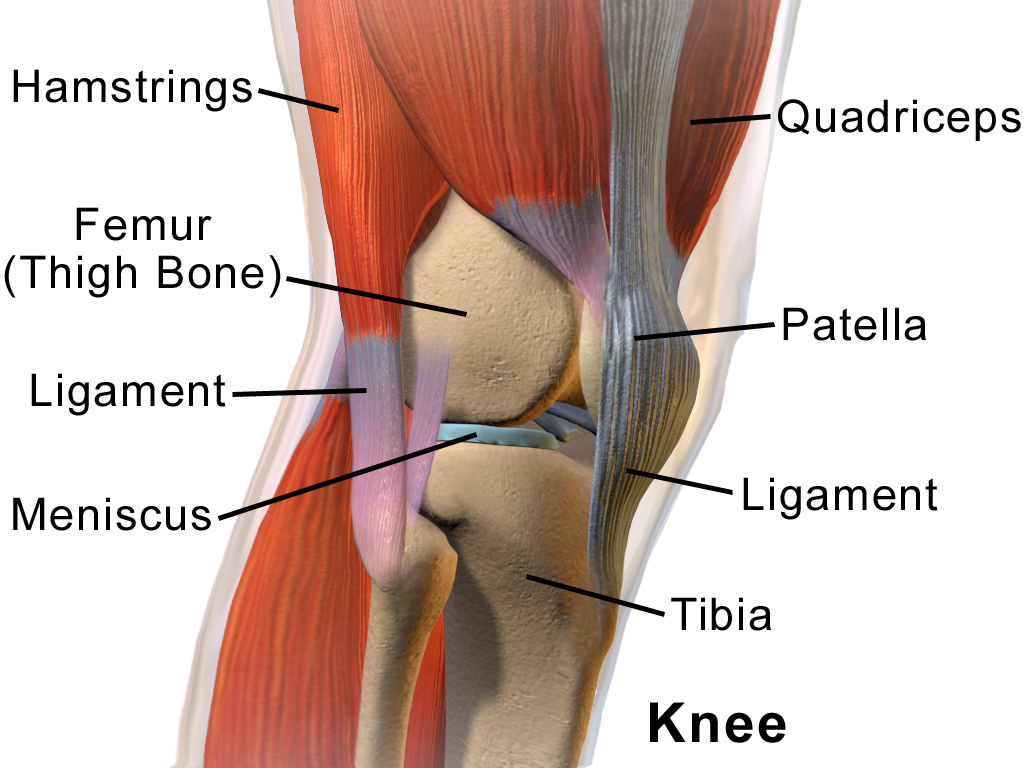 Blausen_0597_KneeAnatomy_Side.png