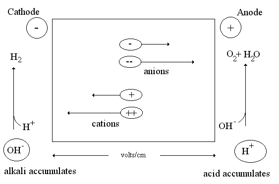 electrophoresis