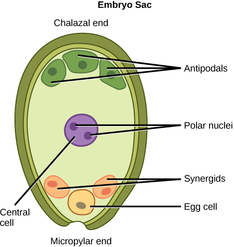  Illustration depicts the embryo sac of an angiosperm, which is egg-shaped. The narrow end, called the micropylar end, has an opening that allows pollen to enter. The other end is called the chalazal end. Three cells called antipodals are at the chalazal end. The egg cell and two other cells called synergids are at the micropylar end. Two polar nuclei are inside the central cell in the middle of the embryo sac.