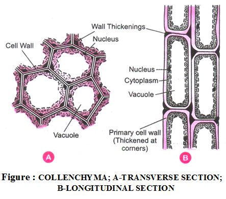 sclerenchyma-collenchyma.png